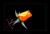 Yellow Rose - Fotoraf: Ekrem Tokuz fotoraflar fotoraf galerisi. 