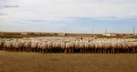 Koyunlarn Simetrik Duruu - Fotoraf: aban Can fotoraflar fotoraf galerisi. 