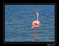 Flamingo - Fotoraf: Ricoz Ricoz fotoraflar fotoraf galerisi. 