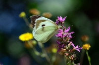 Beyaz Kelebek - Fotoraf: Hakan zdoan fotoraflar fotoraf galerisi. 