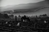 Patates İşcileri - Fotoğraf: Seher Basogul fotoğrafları fotoğraf galerisi. 