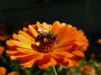 Ayn�sefa - Foto�raf: Hakk� U�kun foto�raflar� foto�raf galerisi. 