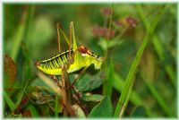 Grasshopper - Fotoraf: Kamena Ayval fotoraflar fotoraf galerisi. 