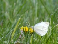 Beyaz Kelebek - Fotoraf: Mehmet Attila zdemir fotoraflar fotoraf galerisi. 