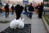 Huzurlu Bayramlar - Fotoraf: Abdulkadir Kaymaz fotoraflar fotoraf galerisi. 