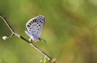 Himalaya Mavisi