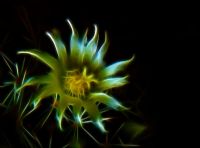 Origin Of Yellow Flower - Fotoraf: Atlm Glen fotoraflar fotoraf galerisi. 
