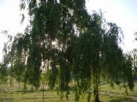 Gne Her eye Ramen - Fotoraf: Esra Karadoan fotoraflar fotoraf galerisi. 