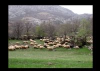 Koyunlar - Fotoraf: Suzan Demirba fotoraflar fotoraf galerisi. 
