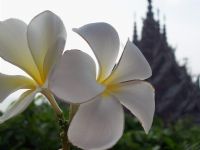 Orkide-bitmeyen Tapnak Bangkok - Fotoraf: mer Tahir Grakan fotoraflar fotoraf galerisi. 