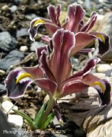 Iris Persica