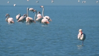 Flamingo 5 - Ksmler Galiba - Fotoraf: Erkan Kaya fotoraflar fotoraf galerisi. 
