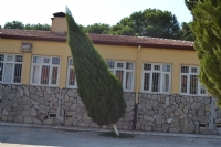 Ağaç! - Fotoğraf: İsmail Yüksel Akyağ fotoğrafları fotoğraf galerisi. 