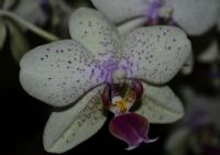 Orkide Beyaz
