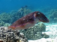 Cuttlefish - Fotoraf: Lutfu Tanriover fotoraflar fotoraf galerisi. 
