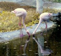 Flamingolar - Fotoraf: Kemalettin Deirmenciolu fotoraflar fotoraf galerisi. 
