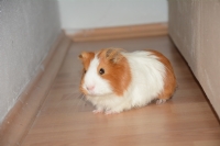 Evcil Hayvanm Guineapig