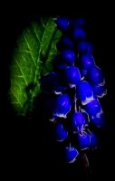Wild Blue Fractal Renaissance - Fotoraf: Atlm Glen fotoraflar fotoraf galerisi. 