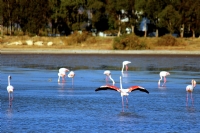 Flamingo - Fotoraf: Tumay Ozgur fotoraflar fotoraf galerisi. 