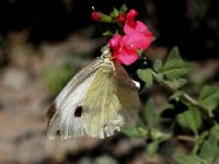 Hasarl Beyaz Melek - Fotoraf: Sedat zdemir fotoraflar fotoraf galerisi. 