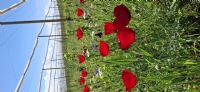 Isparta-yalva�