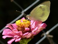 Beyaz Kelebek - Fotoraf: Levent Aydn fotoraflar fotoraf galerisi. 