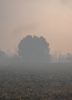 Landscape Into The Mist