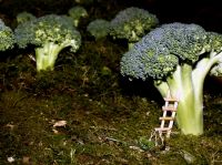 Brokoli Ormani - Fotoraf: Gencer Seri fotoraflar fotoraf galerisi. 