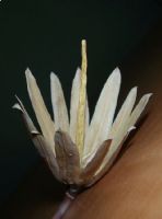 Liriodendron Tulipifera - Fotoraf: zge Kocadal fotoraflar fotoraf galerisi. 