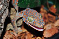Tokay Gecko - Fotoraf: Yasin Gler fotoraflar fotoraf galerisi. 