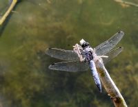 Dragonfly1 - Fotoraf: Ahmet Abcde fotoraflar fotoraf galerisi. 