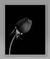 Black Rose - Fotoraf: Ekrem Tokuz fotoraflar fotoraf galerisi. 