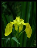 Iris Pseudoacorus - Fotoraf: Faruk Canz fotoraflar fotoraf galerisi. 
