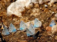 Kelebeklerin Valsi - Fotoraf: Dede Yunus Grsoy fotoraflar fotoraf galerisi. 