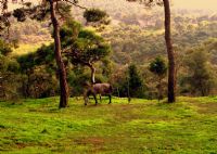 Horse n Forest - Fotoraf: Berkay Candan fotoraflar fotoraf galerisi. 