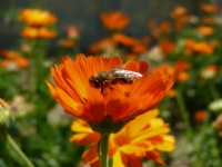 Ayn�sefa - Foto�raf: Hakk� U�kun foto�raflar� foto�raf galerisi. 