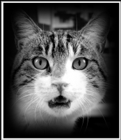 Bir Kedinin Portresi - Fotoraf: Frat Kl fotoraflar fotoraf galerisi. 