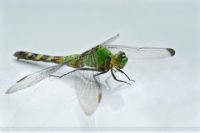 Dragonfly - Fotoraf: Dogu Kan fotoraflar fotoraf galerisi. 