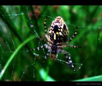 Spider - Fotoraf: Bar Sevin fotoraflar fotoraf galerisi. 