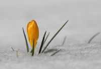 Kar Çiçekleri - 2 - Fotoğraf: Ertan Ertem fotoğrafları fotoğraf galerisi. 