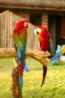 Scarlet Macaw - Fotoraf: Malko Yldan fotoraflar fotoraf galerisi. 
