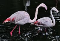 Flamingo - Fotoraf: Cemal Ercan fotoraflar fotoraf galerisi. 