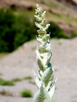 Yabani  Bitki