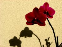 Orkide - Fotoraf: Fikret oban fotoraflar fotoraf galerisi. 