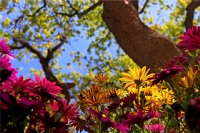 Bahar 2014 - Gnein Iklarndan Baharn Renkleri