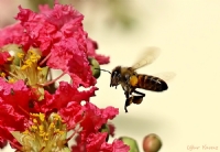 Honey Bee... - Fotoraf: Uur Yavuz fotoraflar fotoraf galerisi. 