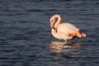 Flamingo - Fotoraf: Mete Karaca fotoraflar fotoraf galerisi. 