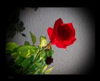 El Mensaje De Las  Rosas…