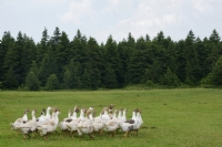 Tabiat - Fotoraf: Metin Akyrek fotoraflar fotoraf galerisi. 