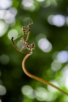 Empusa Pennata 2 - Fotoraf: Murat ztrk fotoraflar fotoraf galerisi. 